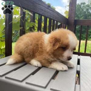 Milo, Australian Shepherd Puppy